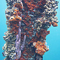 Pillar of Life