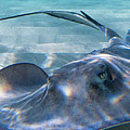 Reflections on a Southern Ray